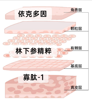 林下参外层舒缓内层修护三层呵护